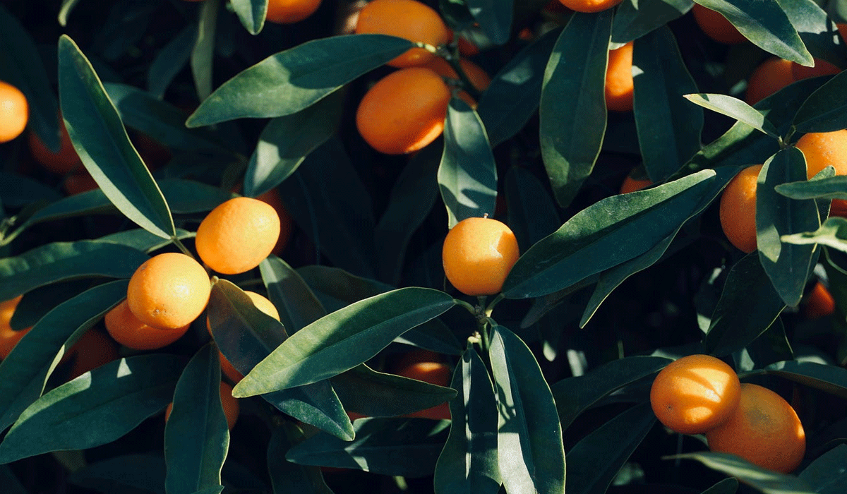 Elevating Daily Life Through Curated Choices